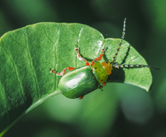Procalus viridis