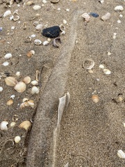 Scyliorhinus canicula