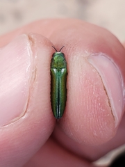 Agrilus hespenheidei