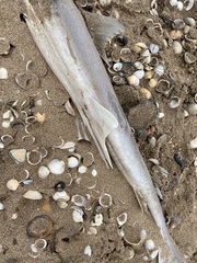 Mustelus mustelus