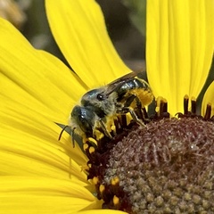 Osmia coloradensis