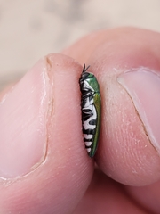 Agrilus hespenheidei