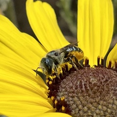 Osmia coloradensis