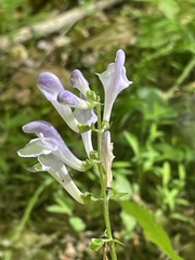 Scutellaria serrata
