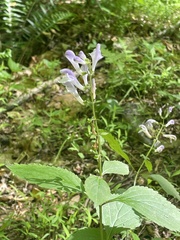Scutellaria serrata