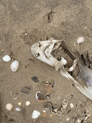 Mustelus mustelus