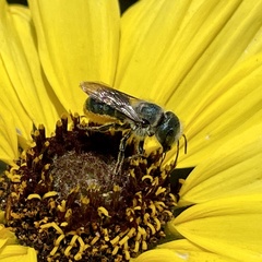 Osmia coloradensis