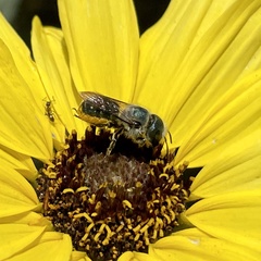 Osmia coloradensis