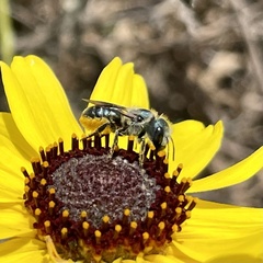 Osmia coloradensis