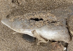Mustelus mustelus