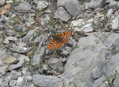 Euphydryas desfontainii