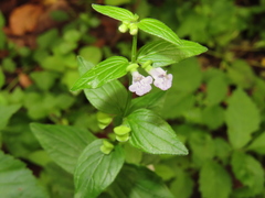 Scutellaria nervosa