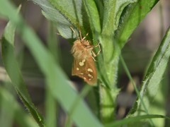 Arctia aulica