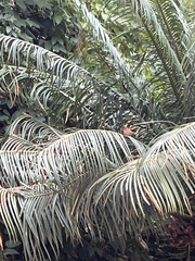 Lagonosticta senegala