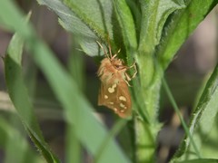 Arctia aulica