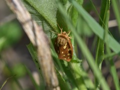 Arctia aulica