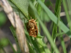Arctia aulica