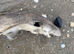 Scyliorhinus canicula