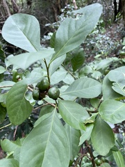 Brunfelsia australis