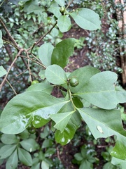Brunfelsia australis