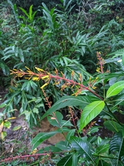 Palicourea padifolia