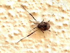Lacinius