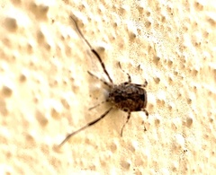 Lacinius