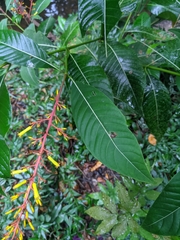 Palicourea padifolia