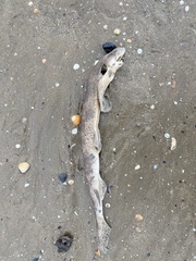 Scyliorhinus canicula