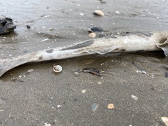 Scyliorhinus canicula