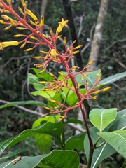 Palicourea padifolia