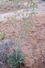 Eriogonum alatum