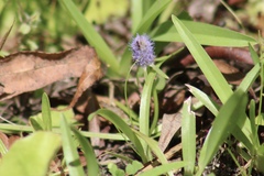 Eryngium prostratum