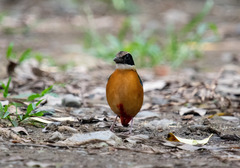 Pitta moluccensis