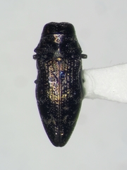 Taphrocerus nicolayi