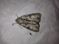 Acronicta strigosa