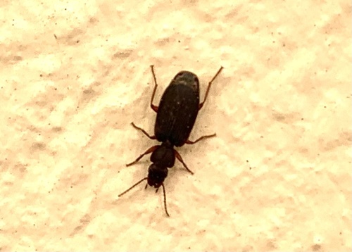 Platytarus faminii