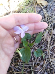 Viola nemoralis