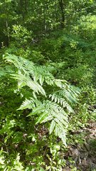 Pteridium pinetorum