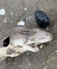 Scyliorhinus canicula