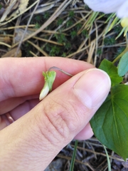 Viola nemoralis