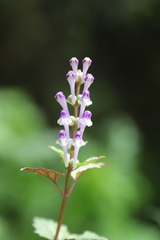 Scutellaria nigricans