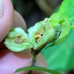 Contarinia cerasiserotinae