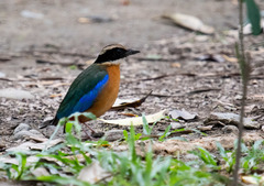 Pitta moluccensis