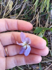 Viola nemoralis
