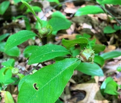 Contarinia cerasiserotinae