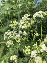Conium maculatum