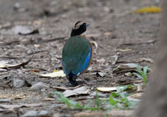 Pitta moluccensis