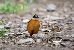 Pitta moluccensis
