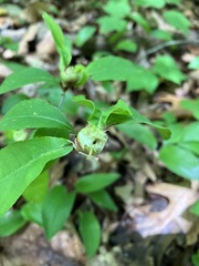 Contarinia cerasiserotinae